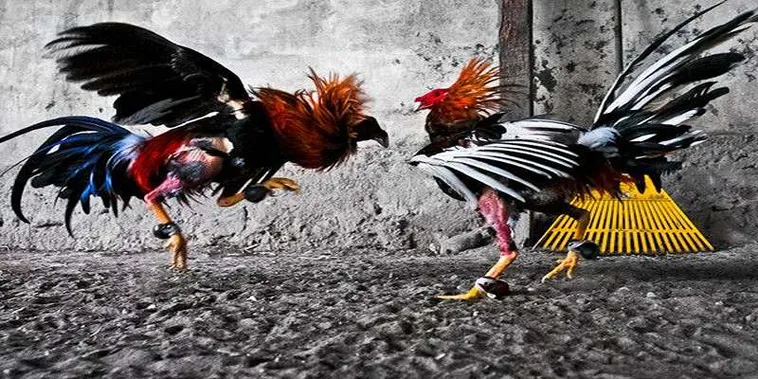 Bật Mí Cách Chơi Đá Gà GA28 Tại C54 Từ A-Z Cho Tân Thủ 2 Bật Mí Cách Chơi Đá Gà GA28 Tại C54 Từ A-Z Cho Tân Thủ