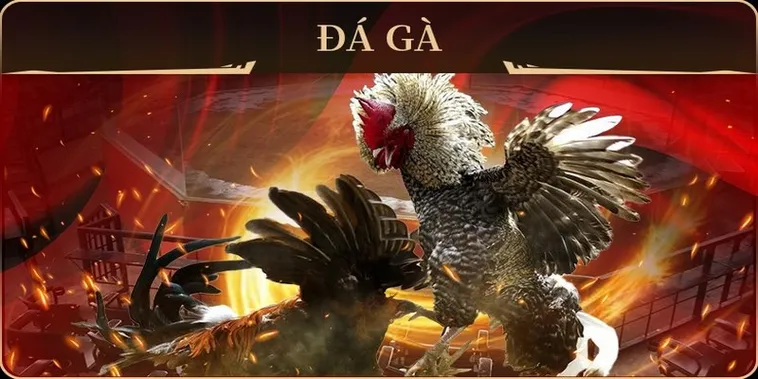 Bật Mí Cách Chơi Đá Gà GA28 Tại C54 Từ A-Z Cho Tân Thủ 1 Bật Mí Cách Chơi Đá Gà GA28 Tại C54 Từ A-Z Cho Tân Thủ
