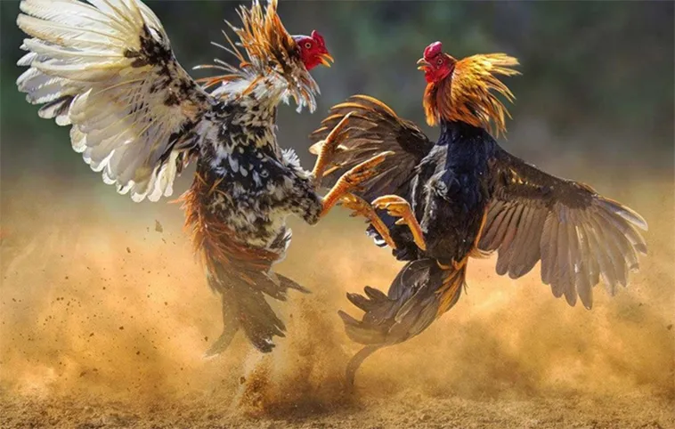 Tuyệt Đỉnh Cách Chơi Đá Gà WS168 Tại C54 Cho Người Mới 2 Tuyệt Đỉnh Cách Chơi Đá Gà WS168 Tại C54 Cho Người Mới